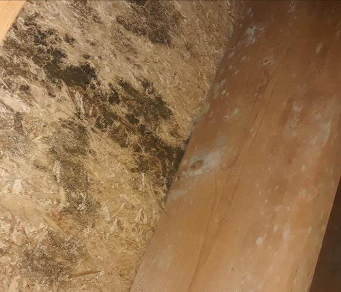 Mold in a crawlspace in Beachwood NJ before remediation