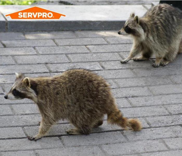 Raccoons on Roof